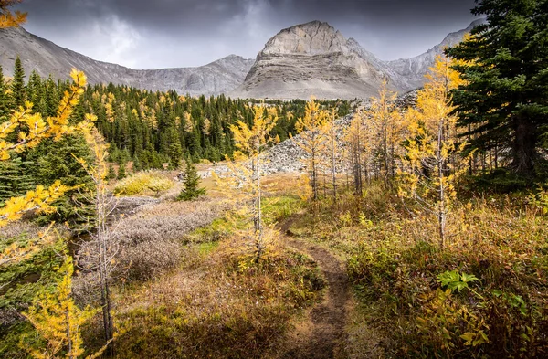 Alerces Colores Otoñales Durante Una Caminata Arethusa Cirque Cerca Banff — Foto de Stock