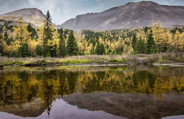 Larch Árvore Montanha Reflexão Uma Lagoa Durante Cores Outono Nas — Fotografia de Stock