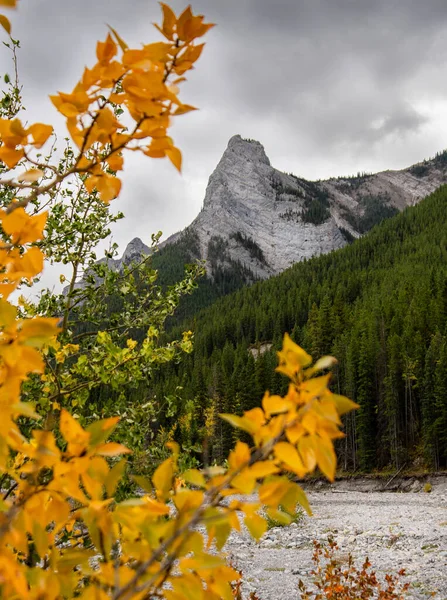 Alerces Colores Otoñales Las Montañas Rocosas Canadienses Cerca Banff Alberta — Foto de Stock