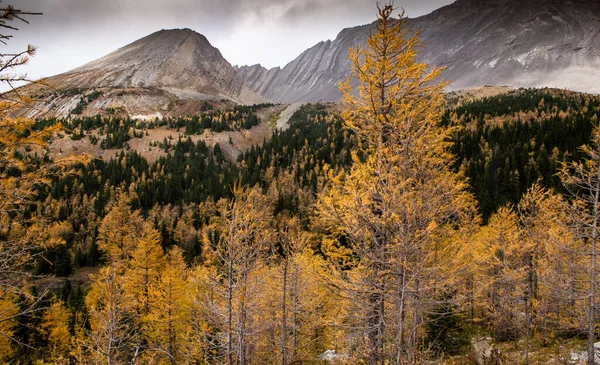 Larch Trees Cores Outono Nas Montanhas Rochosas Canadenses Perto Banff — Fotografia de Stock