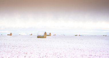 Rocky View County Alberta 'daki Kanada ovalarında kar, saman balyalarını kapladı..