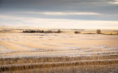 Rocky View County Alberta 'daki Kanada bozkırlarında hasat edilmiş buğday tarlalarının ve çiftliğin üzerine kış karı yağdı.