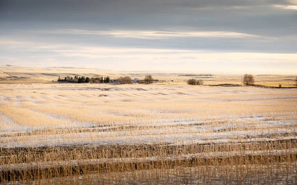 Winterschnee Über Einem Abgeernteten Weizenfeld Und Einer Farm Den Kanadischen — Stockfoto