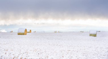 Rocky View County Alberta 'daki Kanada ovalarında kar, saman balyalarını kapladı..