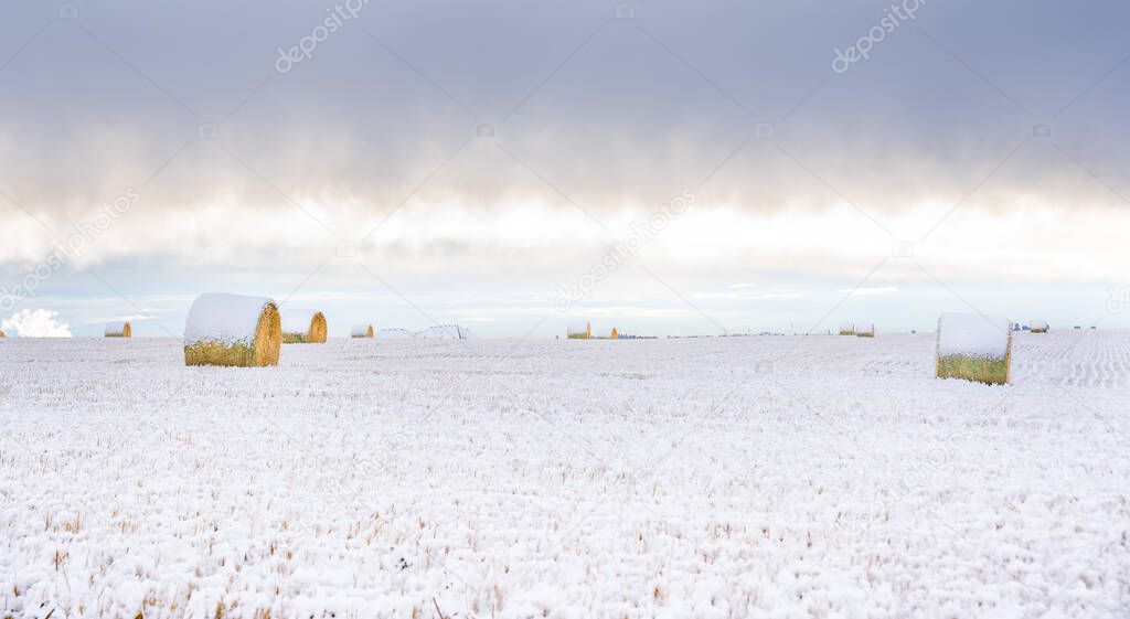 Snow covered round hay bales  on the Canadian prairies in Rocky View County Alberta.