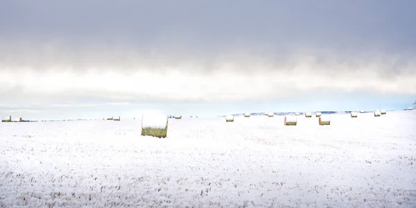 Снег Покрыл Тюки Сена Забор Колючей Проволоки Канадских Прериях Округе — стоковое фото