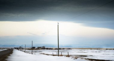 Karlı bir baykuş, bir elektrik direğinin tepesinde oturuyor. Kanadalı Rocky Dağları 'nın uzak batı yamaçlarına bakan bir yol boyunca..