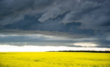 Rocky View County Alberta 'daki Kanada bozkırlarında açan sarı kolza tohumu tarlasında büyük bir fırtına oluşuyor.