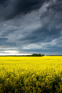 Rocky View County Alberta 'daki Kanada bozkırlarında açan sarı kolza tohumu tarlasında büyük bir fırtına oluşuyor.