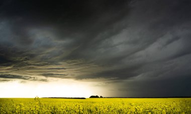 Rocky View County Alberta 'daki Kanada bozkırlarında açan sarı kolza tohumu tarlasında büyük bir fırtına oluşuyor.