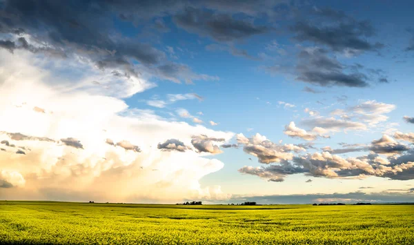 Stor Storm Bildas Över Ett Blommande Gult Rapsfrö Fält Kanadensiska — Stockfoto