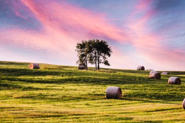 Yuvarlak saman balyaları Rocky View County Alberta Kanada 'da hasat edilmiş bir ağacın etrafında bulunur..