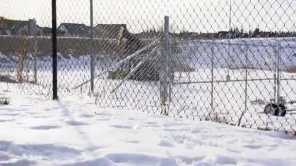 Alberta Canada 2021 Február Olaj Gázszivattyú Csatlakozó Munka Közben Városi — Stock videók