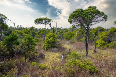 Popüler Bog Trail yürüyüş ağı boyunca Pasifik Kıyısı Çam Ağaçları ile Tofino İngiliz Kolumbiyası yakınlarındaki Tofino Ulusal Parkı 'nda bir rüzgâr ormanı süpürdü.