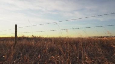 Rocky View County Alberta Kanada 'daki Kuzey Amerika çitleri boyunca dikenli tellerin üzerinden geçen bir sinek..