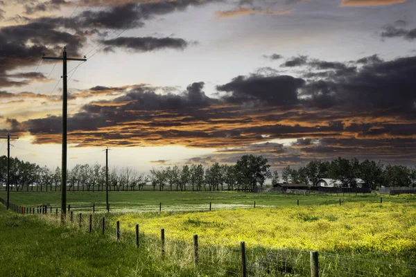 Bieguny Energetyczne Biegną Wzdłuż Kwitnącego Pola Rzepakowego Pobliżu Farmy Kanadyjskich — Zdjęcie stockowe