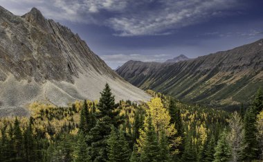 Alberta Kanada 'daki Arethusa Sirki' nde sonbahar renklerinde karaçam ağaçları