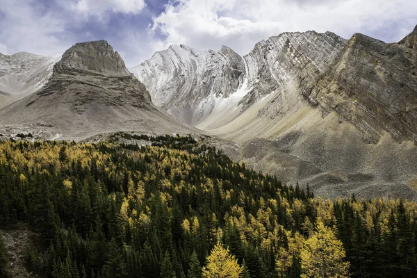 Lariksbomen Herfstkleuren Arethusa Cirque Alberta Canada — Stockfoto