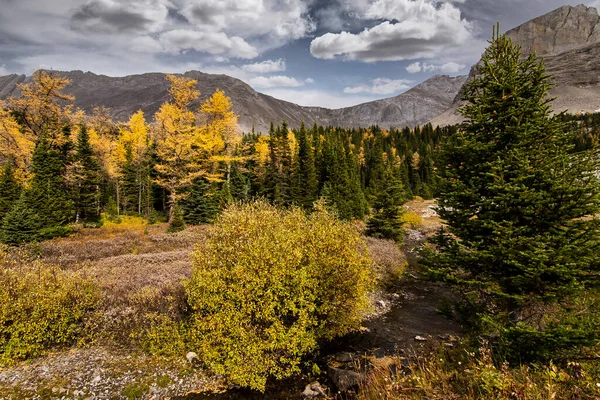 Lariksbomen Herfstkleuren Arethusa Cirque Alberta Canada — Stockfoto