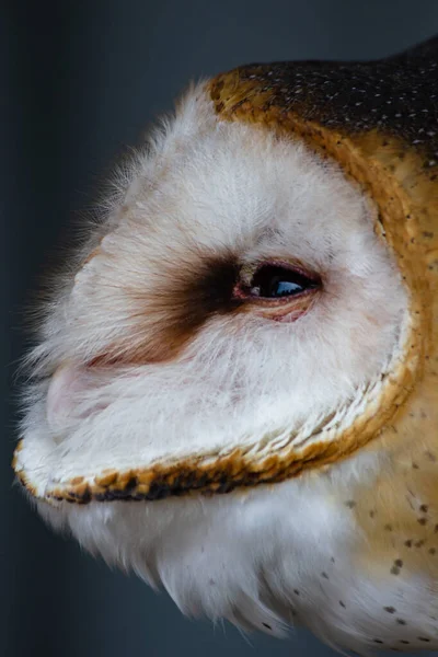 Zooma Barn Owl Sidoprofil Med Öppna Ögon Alberta Kanada — Stockfoto