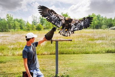 Coaldale Alberta Kanada, 27 Temmuz 2021: Eğitimli bir uzman Yırtıcı Kuş Merkezi 'nde kel bir kartal yakaladı.