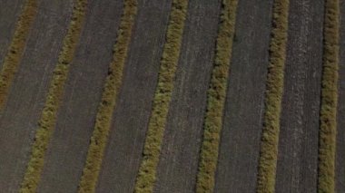 Alberta Kanada 'da hasat için hazır kanola arazilerinin havadan görüntüsü..