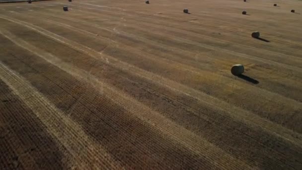 Luchtvlucht Een Veld Met Ronde Hooibalen Alberta Canada — Stockvideo