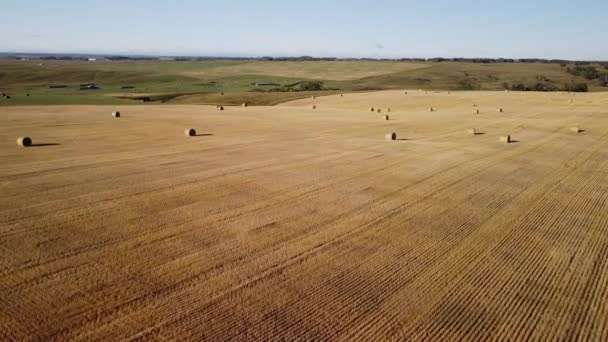 アルバータ州のいくつかの丸い干し草のベールフィールドの高い空中ビューカナダ — ストック動画