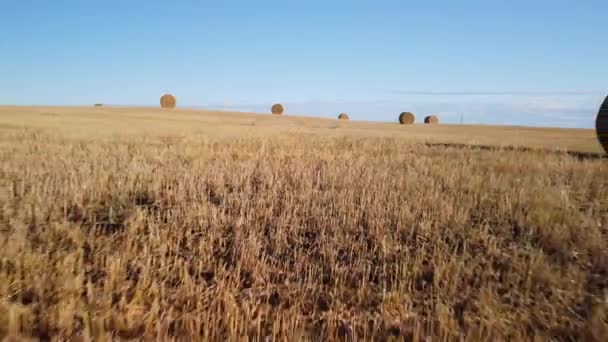 Luchtvlucht Canadese Prairies Met Ronde Hooibalen Alberta — Stockvideo