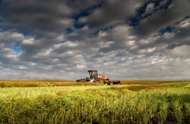 Rockyview County Alberta Canada, 22 Eylül 2021: Bir bataklık, sabahın erken saatlerinde Kanada 'da kısmen biçilmiş bir buğday tarlasında bulunur..