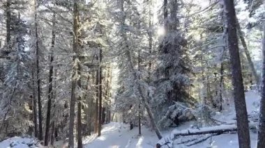 Karla kaplı ağaçlarla kaplı kış ormanı boyunca çekilen görüntüler..