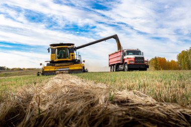 Cremona Alberta Canada, Ekim 03: 2025: Tarla arazisindeki tahıl kamyonuna ekin yükleyen hasat aracı.