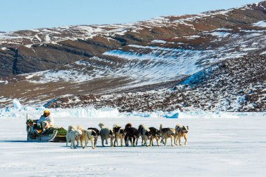 QAANAQ, GREENLAND, Musher ve köpekleri turist köpek kızağı gezisinde.
