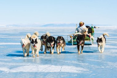 QAANAQ, GREENLAND, Musher ve köpekleri turist köpek kızağı gezisinde.