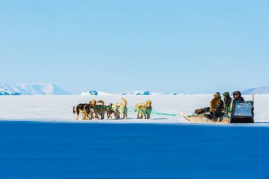QAANAQ, GREENLAND, Musher ve köpekleri turist köpek kızağı gezisinde.