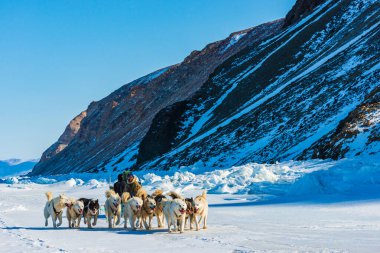 QAANAQ, GREENLAND, Musher ve köpekleri turist köpek kızağı gezisinde.