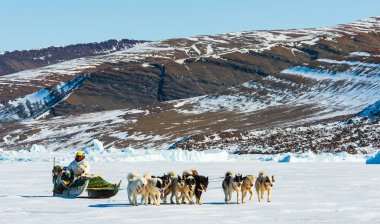 QAANAQ, GREENLAND, Musher ve köpekleri turist köpek kızağı gezisinde.