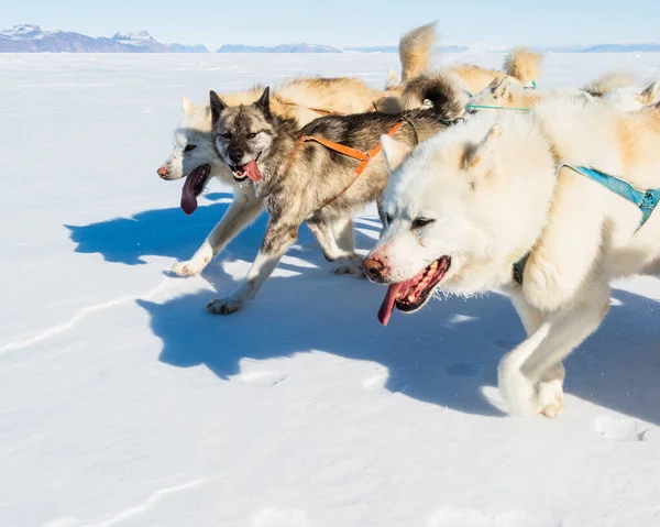 Χάσκι Σκυλιά Τρέχουν Στην Παγωμένη Θάλασσα Τραβώντας Ένα Έλκηθρο — Φωτογραφία Αρχείου