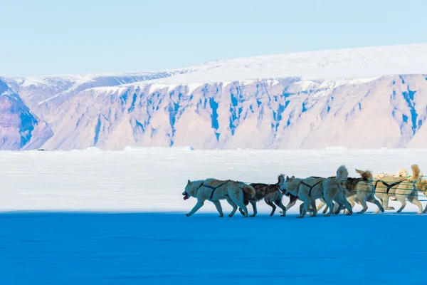 Qaanaaq Greenland Musher Ses Chiens Excursion Touristique Traîneau Chiens — Photo