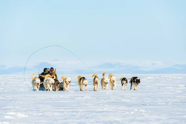 QAANAQ, GREENLAND, Musher ve köpekleri turist köpek kızağı gezisinde.