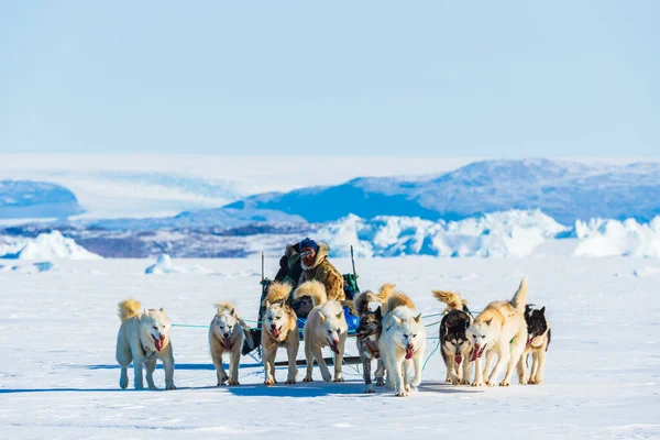 Qaanaaq Greenland Musher Sus Perros Viaje Turístico Trineo Para Perros —  Fotos de Stock