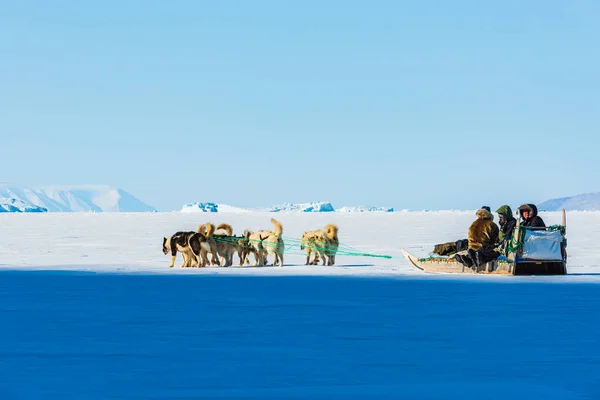 Qaanaaq Grönland Musher Und Seine Hunde Auf Einer Touristischen Hundeschlittenfahrt — Stockfoto