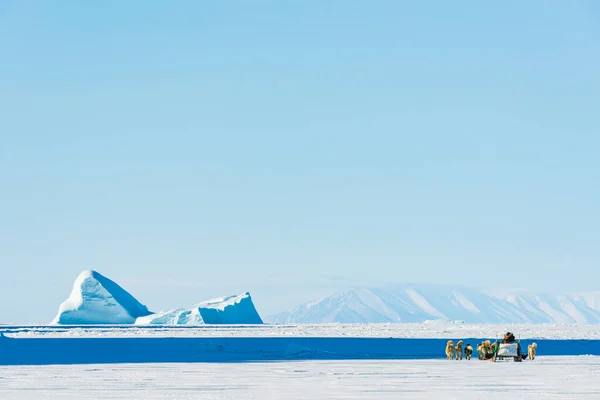 Qaanaq Greenland Musher Köpekleri Turist Köpek Kızağı Gezisinde — Stok fotoğraf