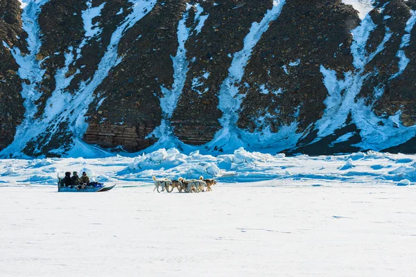 Qaanaaq Greenland Musher Sus Perros Viaje Turístico Trineo Para Perros — Foto de Stock