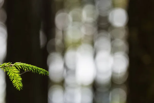 Close Van Sparren Bladeren Met Zonlicht Met Wazig Effect — Stockfoto