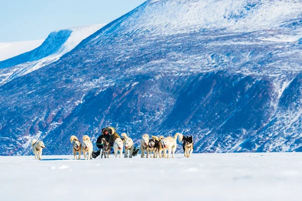 QAANAQ, GREENLAND, Musher ve köpekleri turist köpek kızağı gezisinde.