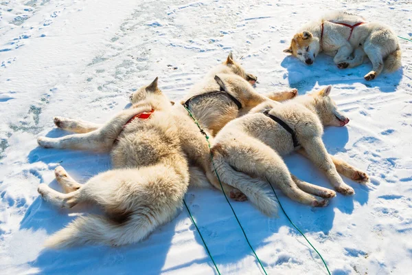 Perros Husky Cansados Descansando Mar Congelado —  Fotos de Stock