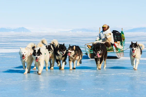 Qaanaaq Greenland Musher Sus Perros Viaje Turístico Trineo Para Perros —  Fotos de Stock