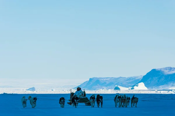 Qaanaaq Greenland Musher Ses Chiens Excursion Touristique Traîneau Chiens — Photo