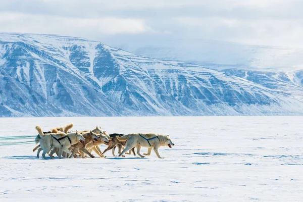QAANAQ, GREENLAND, Musher ve köpekleri turist köpek kızağı gezisinde.